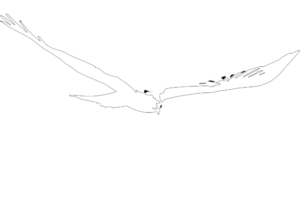 black kite marketing logo 1